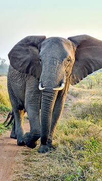 Elefantessa all'alba nell'Hlane RNP